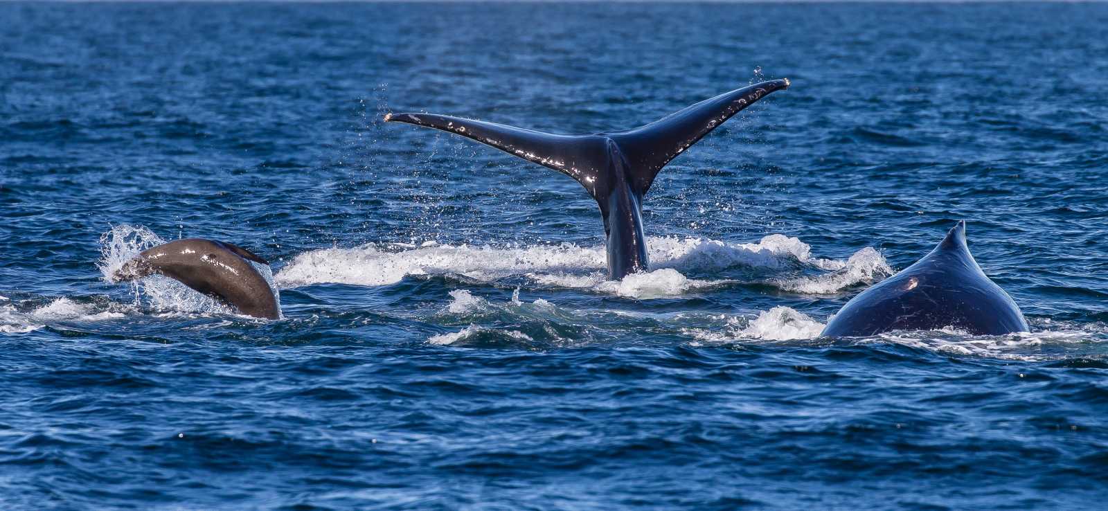 humpback whale with California sea lions