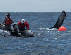 Whale disentanglement