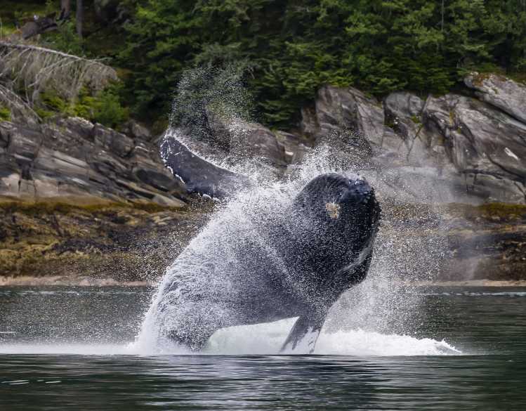 humpback whale leaping out of the water