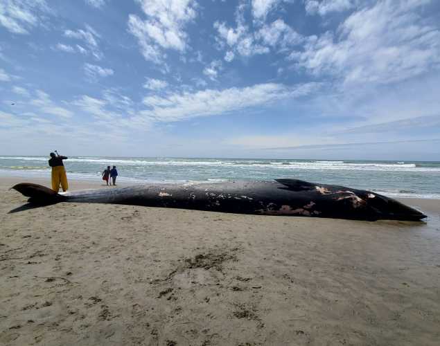 Malnutrition, ship strikes likely cause of spate of whale strandings