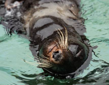 northern fur seal enshore