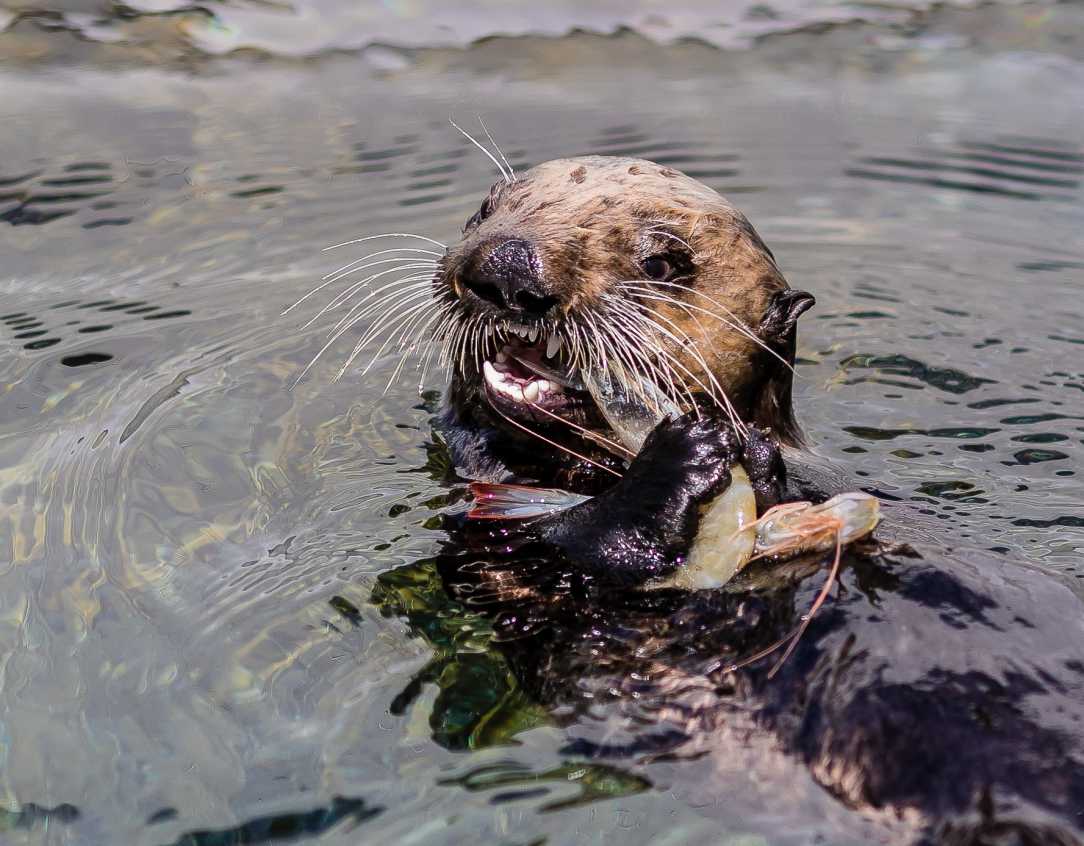 Sea Otter Pup Langly Orphaned Due to Great White Shark The Marine