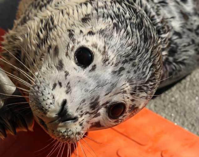 harbor seal Tractor