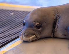 Hawaiian monk seal