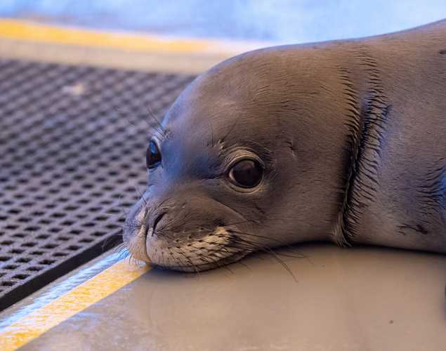 Hawaiian monk seal