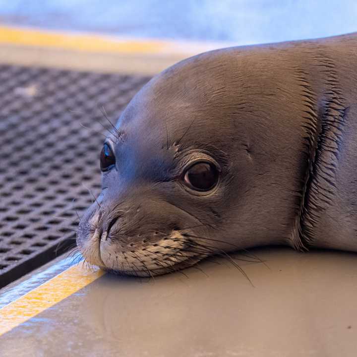 Hawaiian monk seal pup