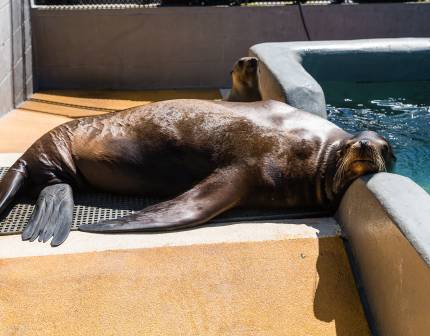 large California sea lion resting on pool ledge with pup in background