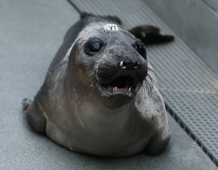 elephant seal Lesya