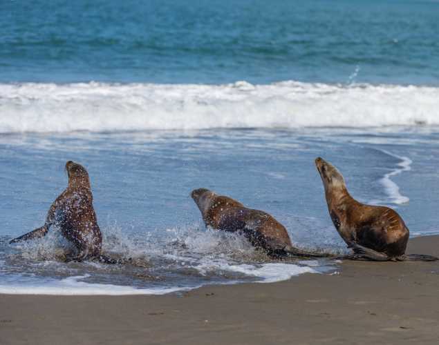 three California sea lions being released into the ocean