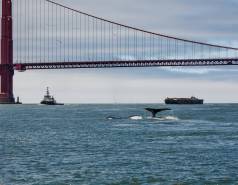 whale tails visible above water under the Golden Gate Bridge with shipping traffic in the distance