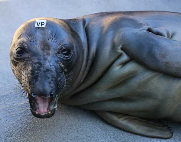 northern elephant seal Ginger
