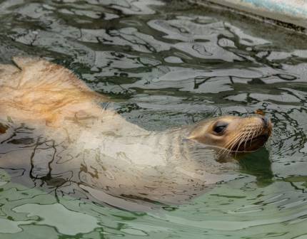 sea lion named cantina