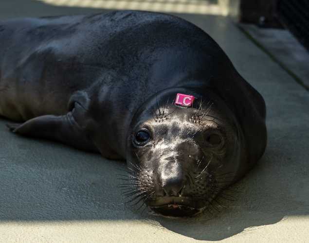 Northern elephant seal