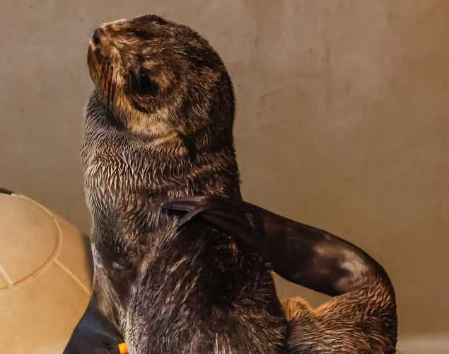 northern fur seal Quill