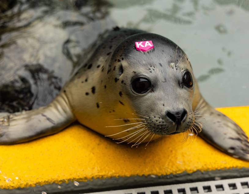 Sionna | The Marine Mammal Center