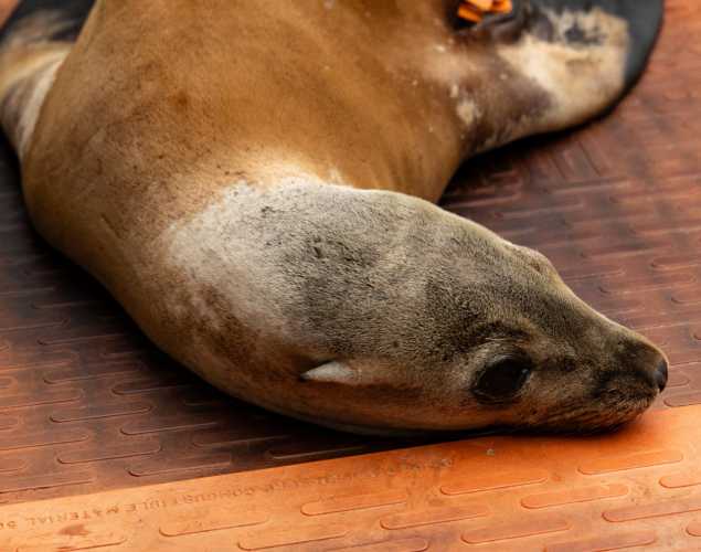 California sea lion