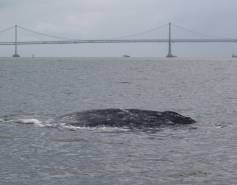 A gray whale in San Francisco Bay