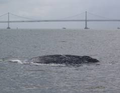 A gray whale in San Francisco Bay