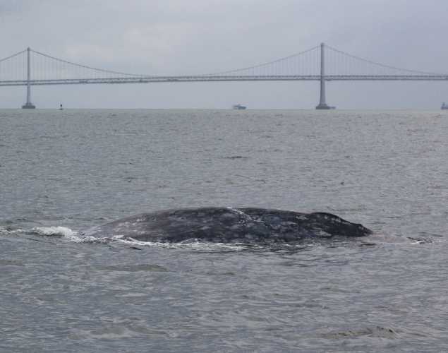 A gray whale in San Francisco Bay