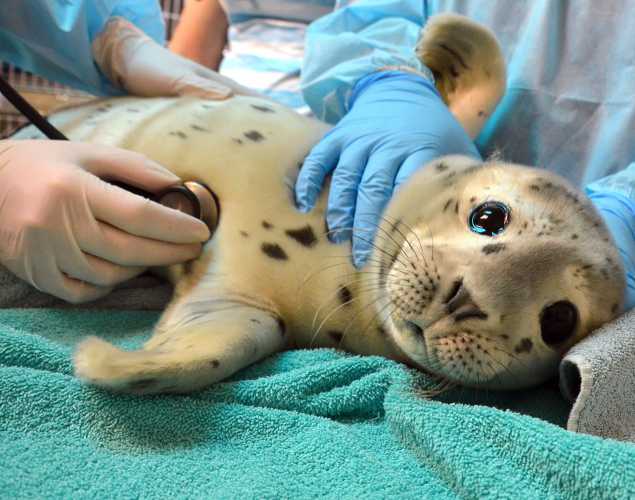 harbor seal Bogey during a veterinary exam