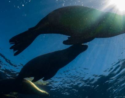group of sea lions swimming underwater