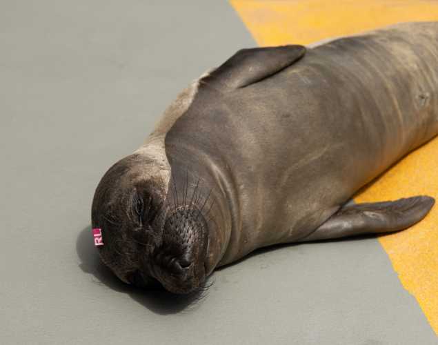 Northern elephant seal