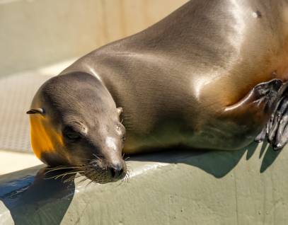 California sea lion