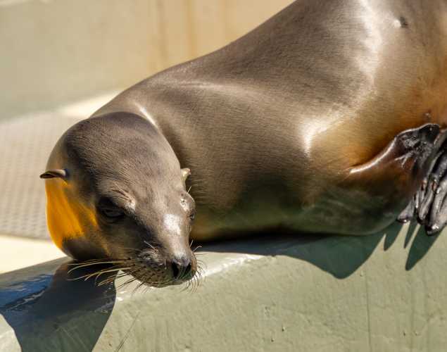 California sea lion