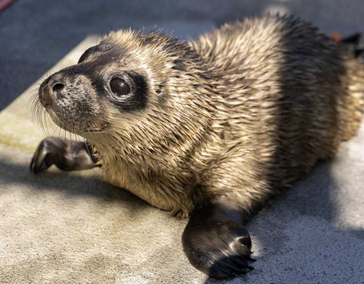 baby harbor seal