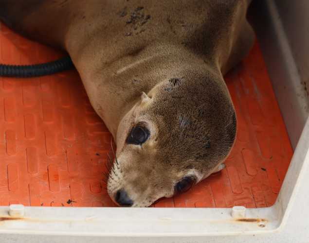 California sea lion Vulan