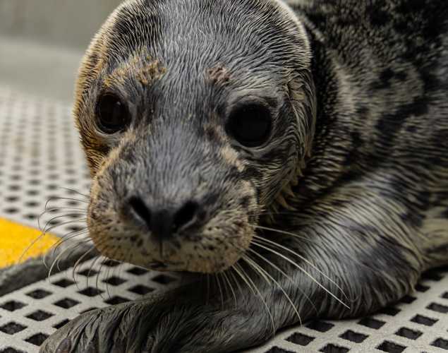 harbor seal Posh