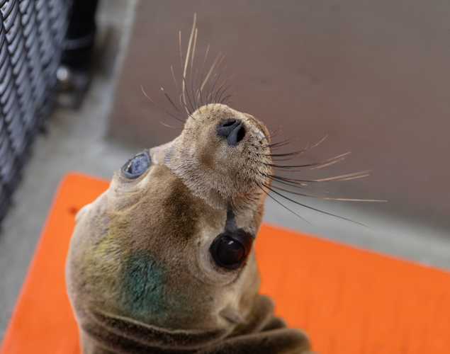 California sea lion Racer