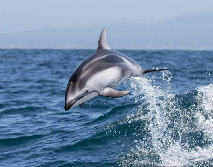 The Marine Mammal Center | Pacific White-Sided Dolphin