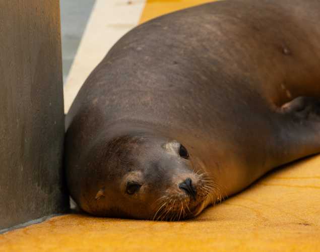 sea lion world