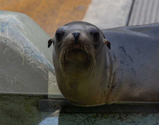 California sea lion Smoph