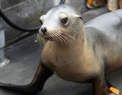 sea lion stamp