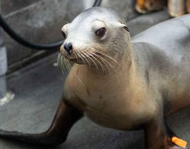 sea lion stamp