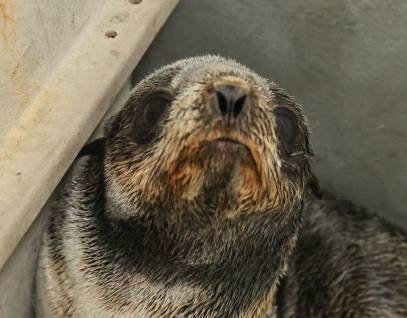 northern fur seal Ninty