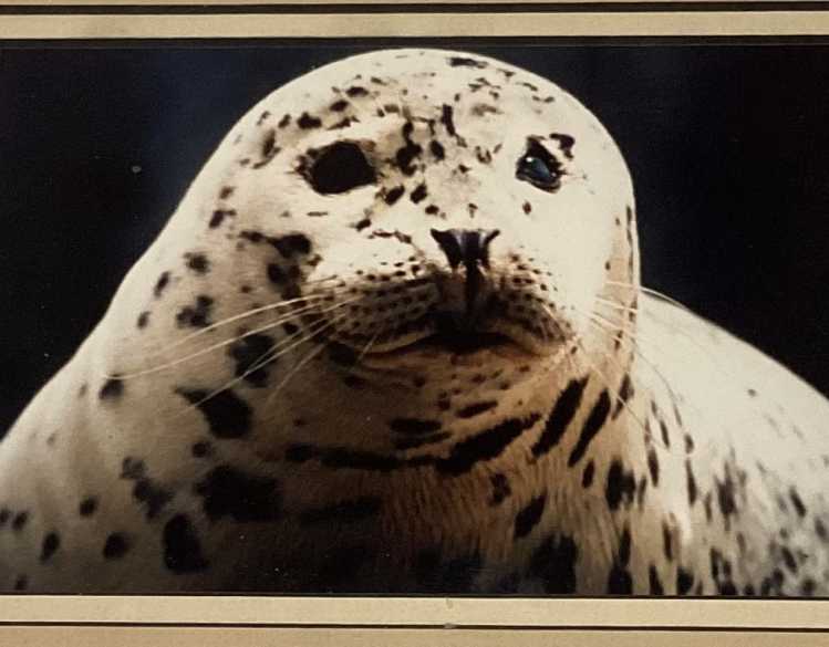 Harbor seal, Astaire