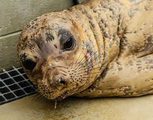 northern elephant seal Cutter
