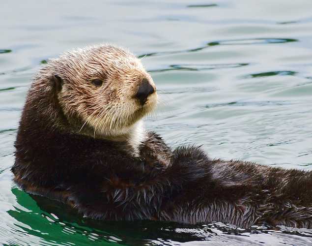 Marine Mammal Monday: Sea Otters and San Francisco | The Marine Mammal ...
