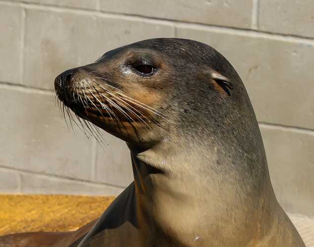 California sea lion Margetts