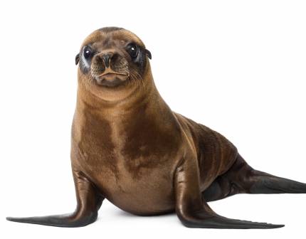 California sea lion pup