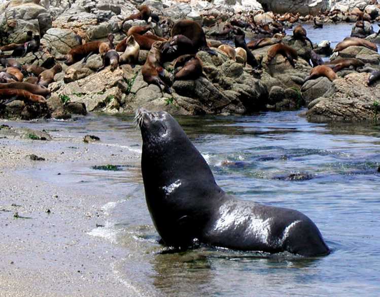 large male sea lion
