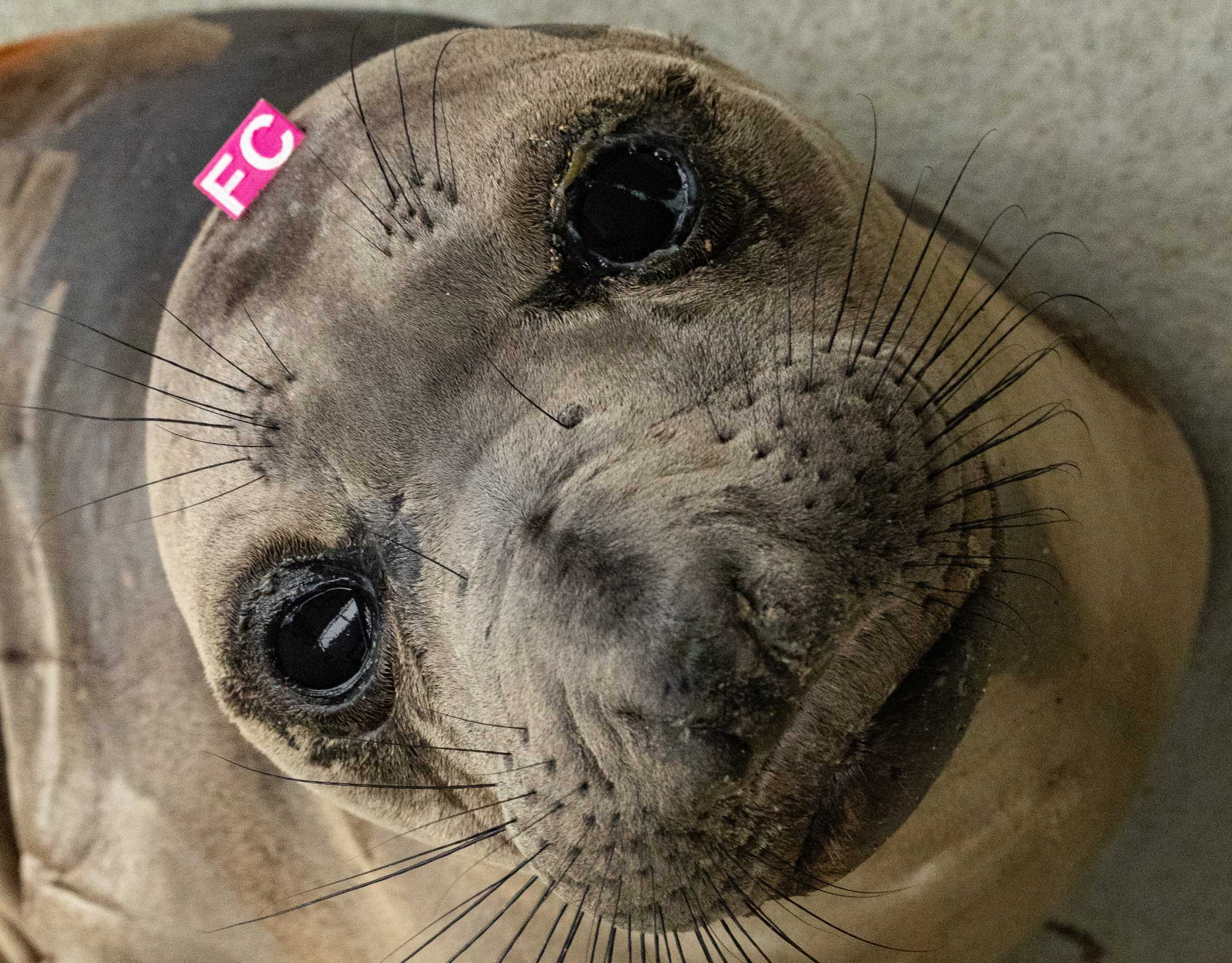 Jigs | The Marine Mammal Center
