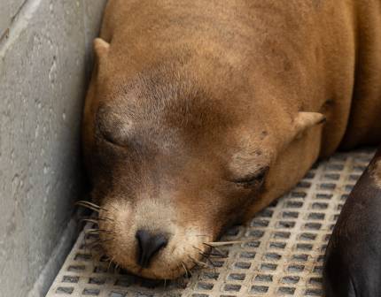 beancake california sea lion