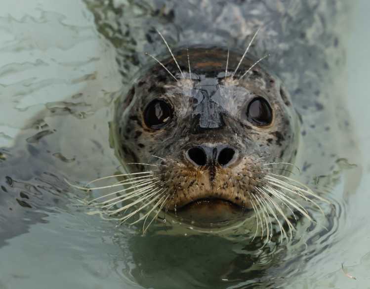 harbor seal Lucinda