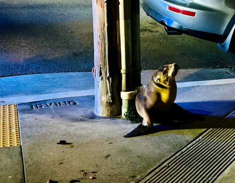 California sea lion pup Irving