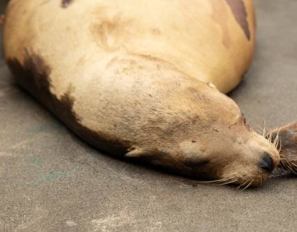 vault california sea lion