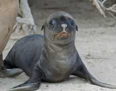 California sea lion pup